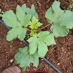 46 days Okra