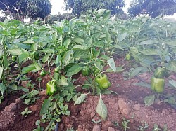 Green pepper