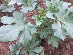 2 months okra 3 Nov 2021