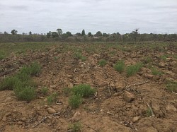 Western side of 5ha land