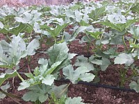 Estimated harvest time for okra will be November 2021