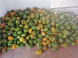 Harvest time