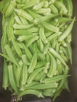 First harvest 8 November 2021