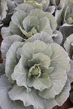 Cabbage