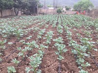 Some of the crops
