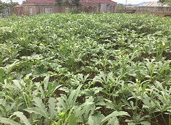 Okra blooming on 6 December 2021