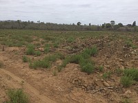 Bushes in the field