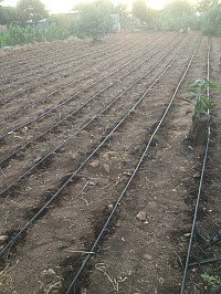 Portion for cabbage photo taken on 9 January 2022