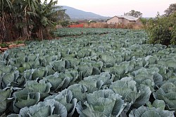 Backyard farm