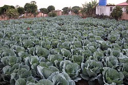 Cabbage