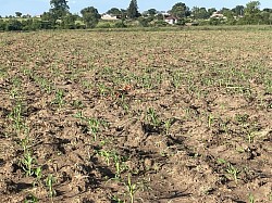 MAIZE - GATAP FARM-ONE HECTARE 15-12-2022