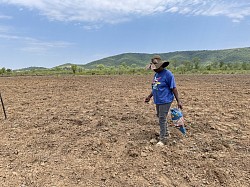 First maize planting 18 Nov 2022