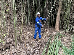 Cutting reeds for plant support