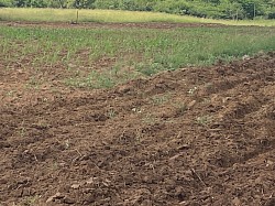 Maize