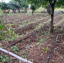 Chillies - chisa