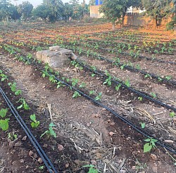 Green Beans planted in 1 April 2025
