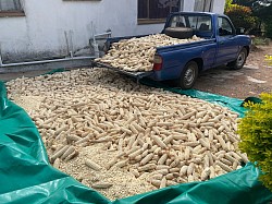 Maize