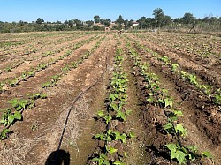 Green Beans 18 May 2025
