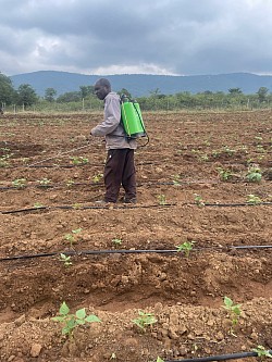 Green Beans planted in 1 April 2025