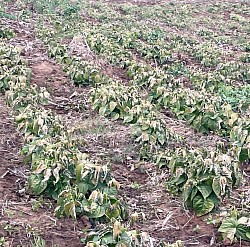 Winter damage on flowering green beans from 26 July 2025