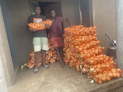 Butternut harvesting 27 November 2025