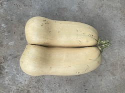 Gatap Farm also produced twins butternuts in 2025