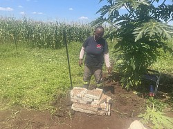 27 January 2026 - Weeds removing