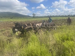 2 February 2026.  No tractor - We plough using donkeys