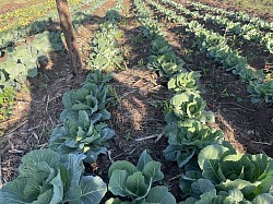 Cabbage 5 July 2026