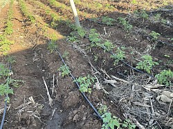Tomatoes 05 July 2026