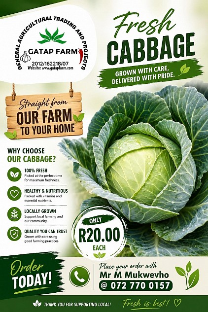 CABBAGE ADVERTISEMENT AUGUST 2026
