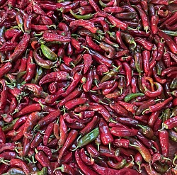 Paprika - August 2026